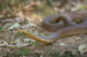 Mulga snake, Pseudechis australis, Mornington Station AWC
